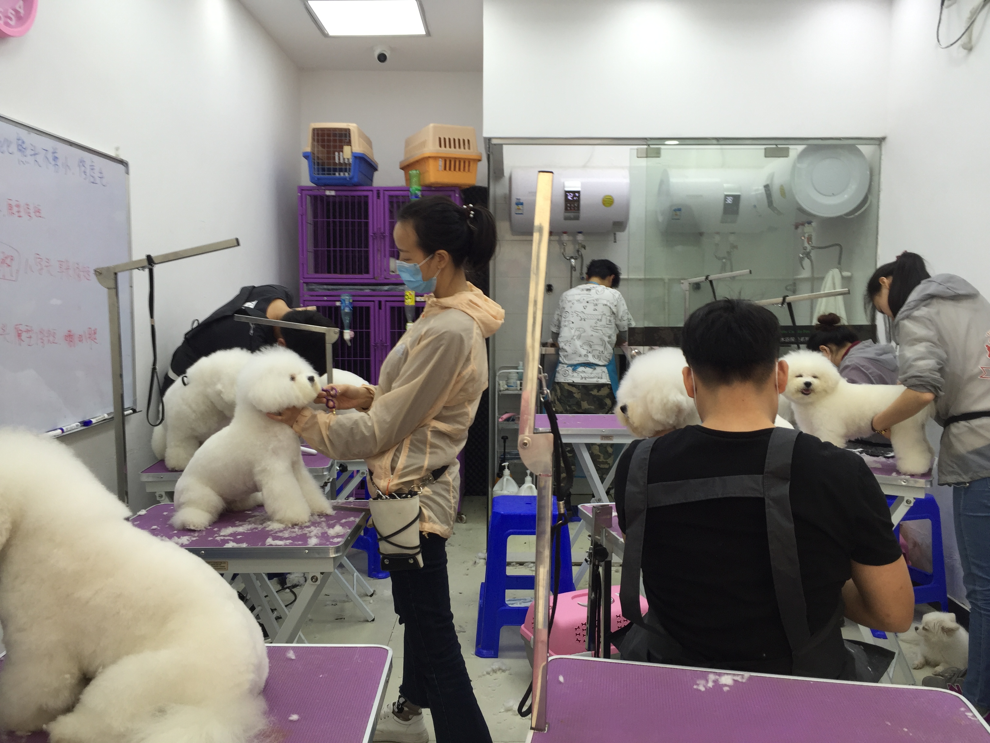 比熊犬实操
